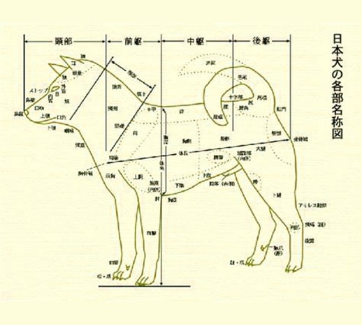 shikoku breed standard - behaviour, proportions, faults
