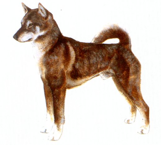 shikoku breed standard - brief historical summary, behaviour, proportions, faults