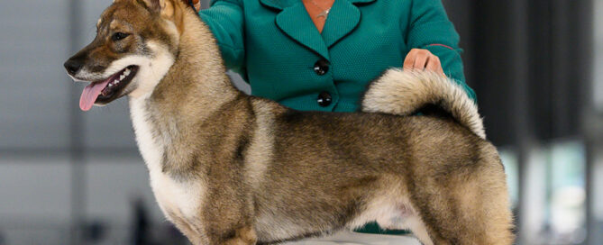 Shikoku Jiro World Promise Youth 2021 + BEST OF BREED PUPPY