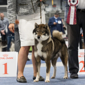 Miyuki Best of Breed at the European Dogshow 2021 Budapest