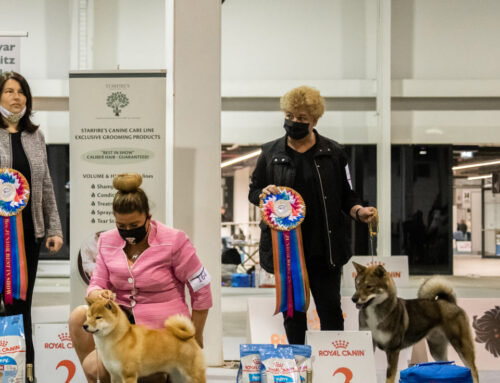 Maygar Spitz Specialty great wins!