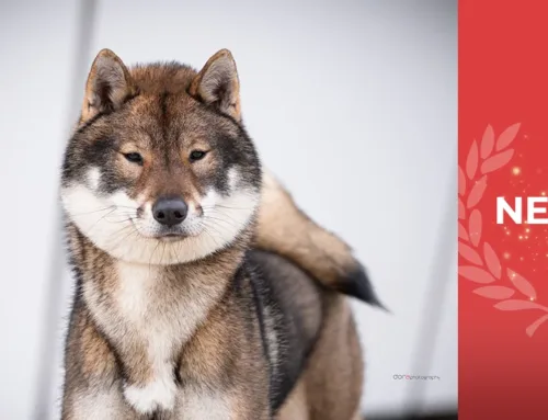 Fantastic News from the Dutch Kennel Club