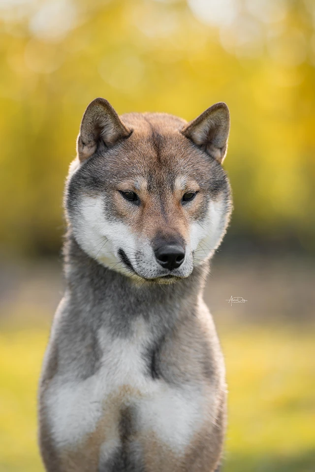 Shikoku Male Jojen Headshot